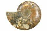 Cut & Polished Ammonite Fossil (Half) - Madagascar #296458-1